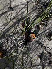 Amphimedon compressa