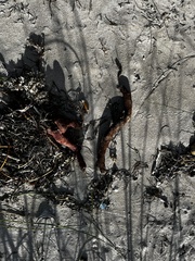 Amphimedon compressa