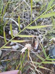 Rhynchospora colorata