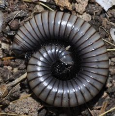 Ommatoiulus rutilans