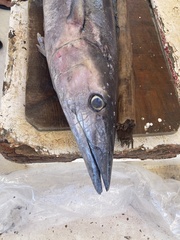 Acanthocybium solandri