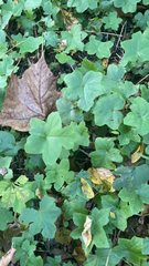 Hydrophyllum canadense