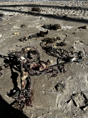 Amphimedon compressa