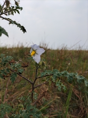 Solanum sisymbriifolium