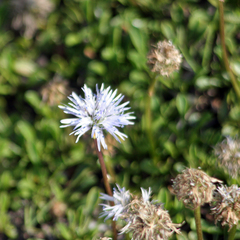 Globularia cordifolia