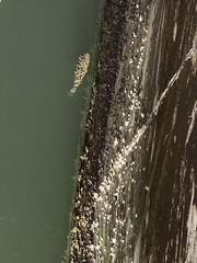 Sphoeroides testudineus