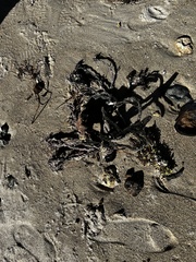 Amphimedon compressa