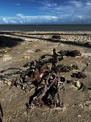 Amphimedon compressa