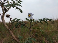 Solanum sisymbriifolium
