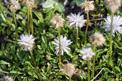 Globularia cordifolia