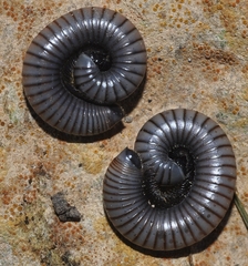 Ommatoiulus rutilans
