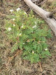 Solanum sisymbriifolium