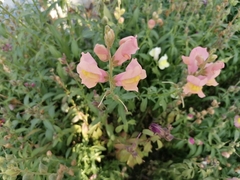 Antirrhinum
