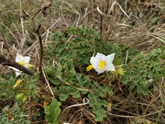 Solanum sisymbriifolium