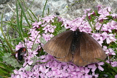 Erebia pluto