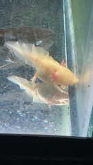 Ambystoma mexicanum