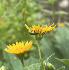 Diabrotica decempunctata