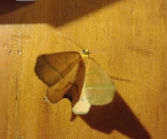 Lonomia