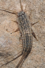 Ctenolepisma almeriensis