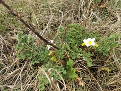 Solanum sisymbriifolium