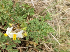 Solanum sisymbriifolium
