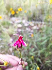 Lobelia cardinalis
