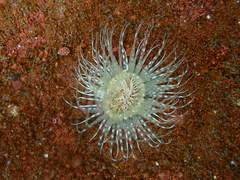 Botruanthus benedeni