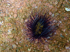 Botruanthus benedeni