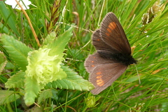 Erebia pharte