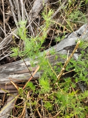 Asparagus