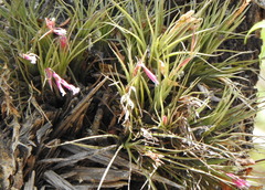 Tillandsia tenuifolia