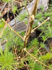 Asparagus