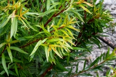 Metrosideros angustifolia