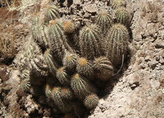 Trichocereus