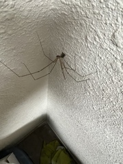 Crossopriza lyoni