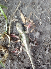 Sceloporus palaciosi