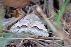 Frederickia s-signata