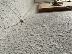 Crossopriza lyoni