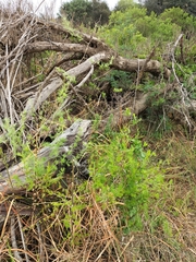 Asparagus