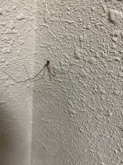 Crossopriza lyoni