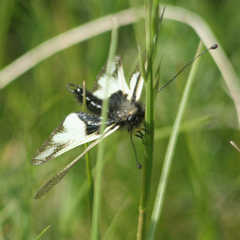 Libelloides coccajus