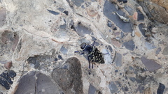 Lampetis dilaticollis