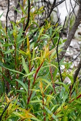 Metrosideros angustifolia