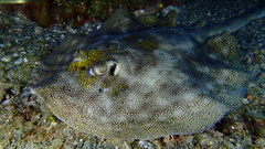 Urobatis jamaicensis