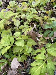 Rudbeckia laciniata
