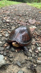 Kinosternon leucostomum