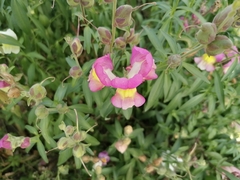 Antirrhinum