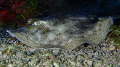 Urobatis jamaicensis