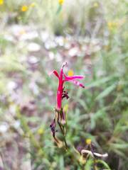 Lobelia cardinalis