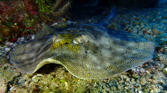 Urobatis jamaicensis